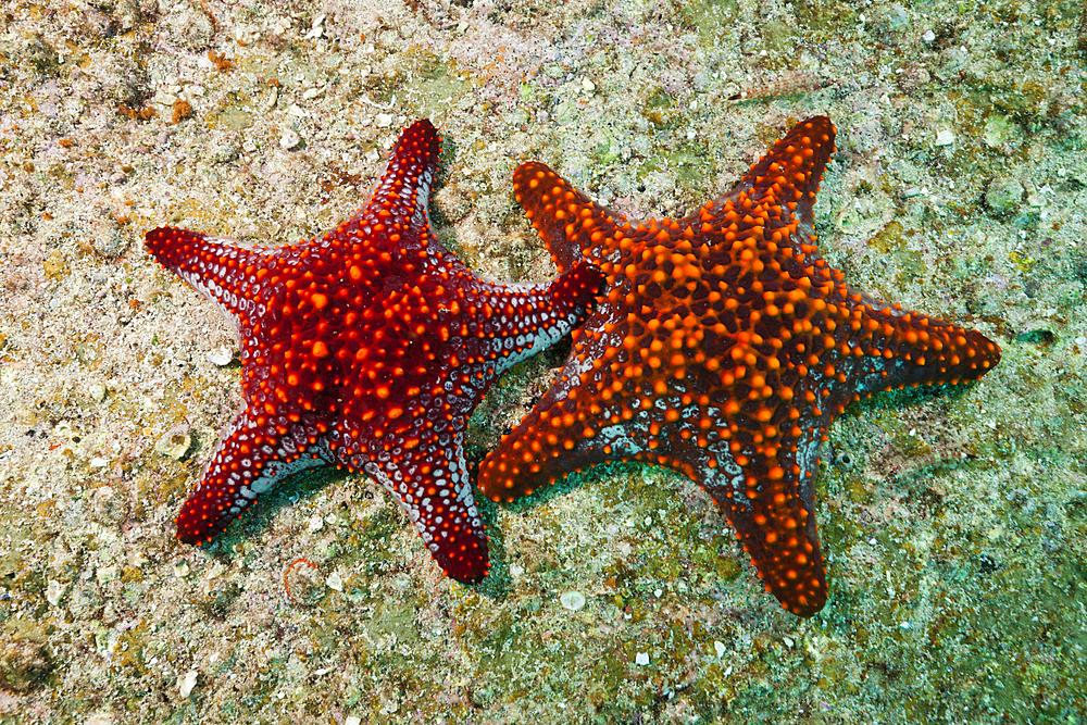 Pair of Panamic Cushion Starfish, Pentaceraster cumingii, La Paz, Baja California Sur, Mexico