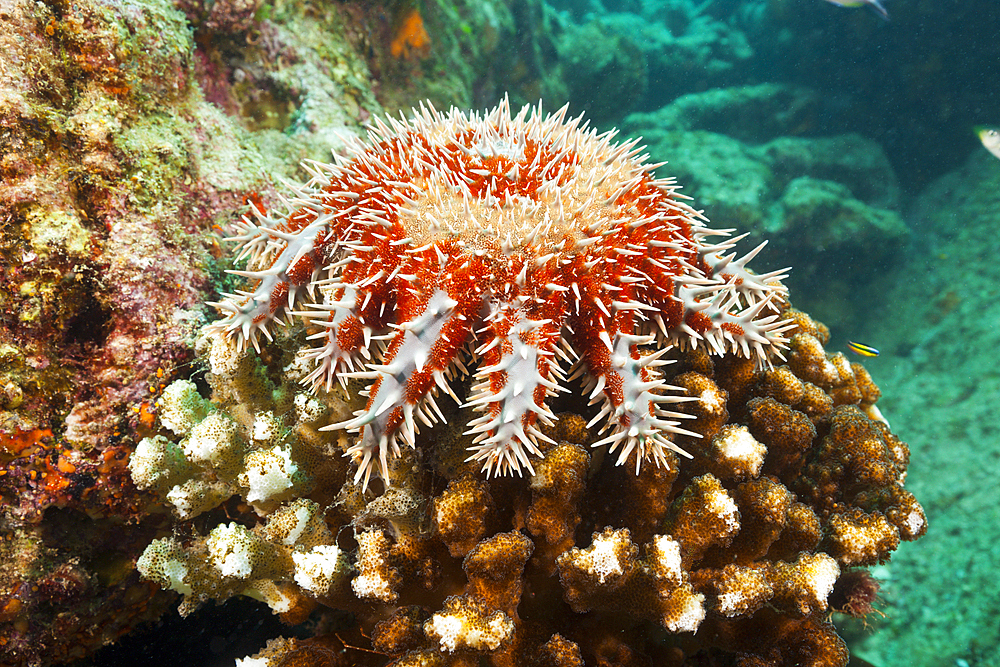 Panamic Crown of Thorns Starfish, Acanthaster ellisii, La Paz, Baja California Sur, Mexico