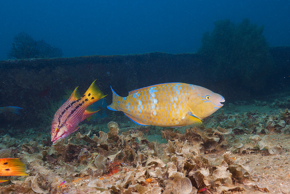 Blue-barred Parrotfish at Fang Ming Wreck, Scarus ghobban, La Paz, Baja California Sur, Mexico