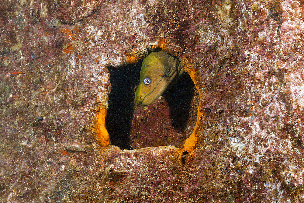 Panamic Green Moray Eel at Fang Ming Wreck, Gymnothorax castaneus, La Paz, Baja California Sur, Mexico