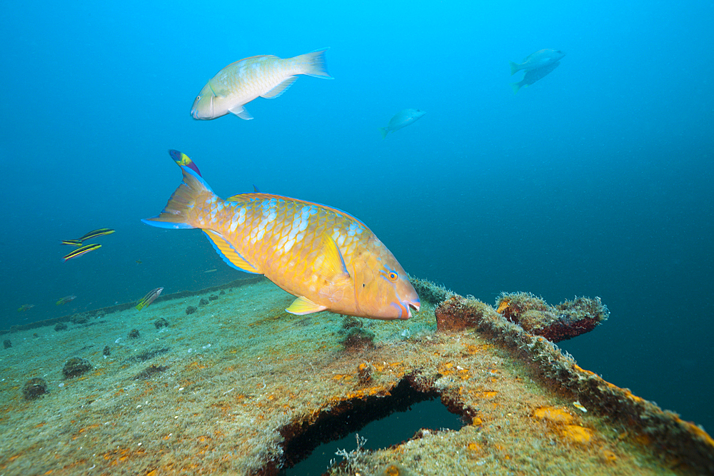 Blue-barred Parrotfish at Fang Ming Wreck, Scarus ghobban, La Paz, Baja California Sur, Mexico