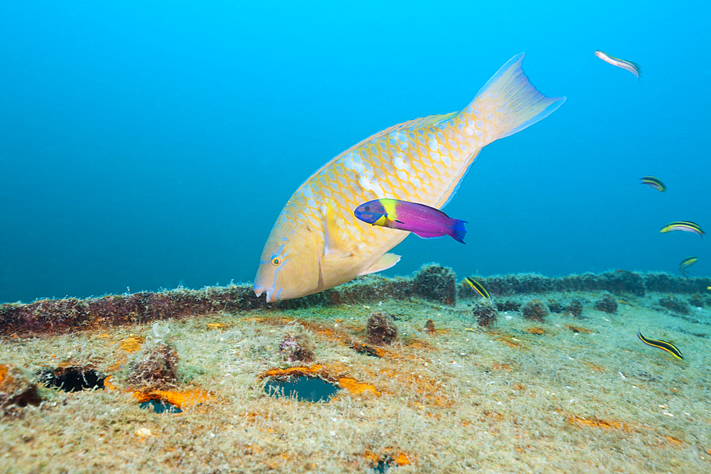 Blue-barred Parrotfish at Fang Ming Wreck, Scarus ghobban, La Paz, Baja California Sur, Mexico