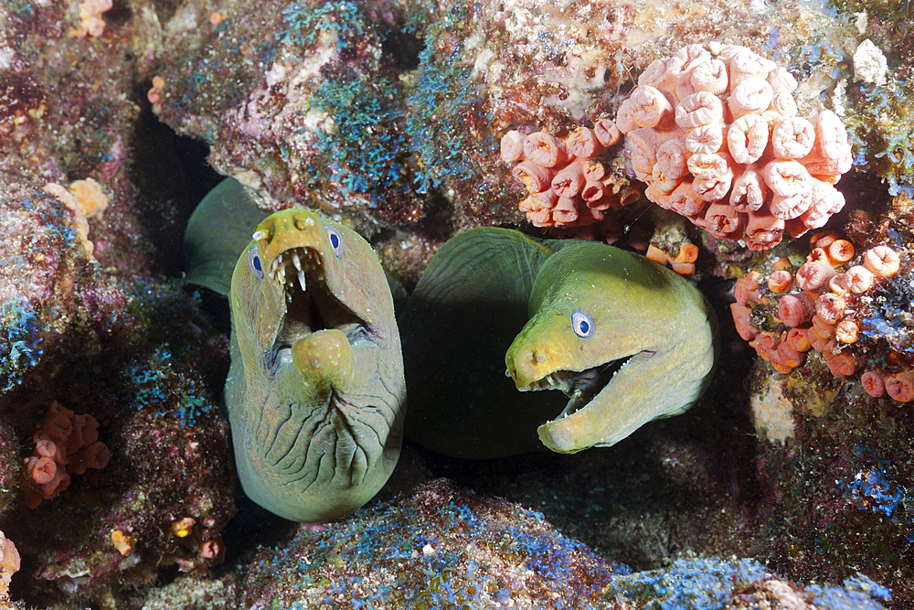 Group of Panamic Green Moray Eel hiding in Reef, Gymnothorax castaneus, La Paz, Baja California Sur, Mexico