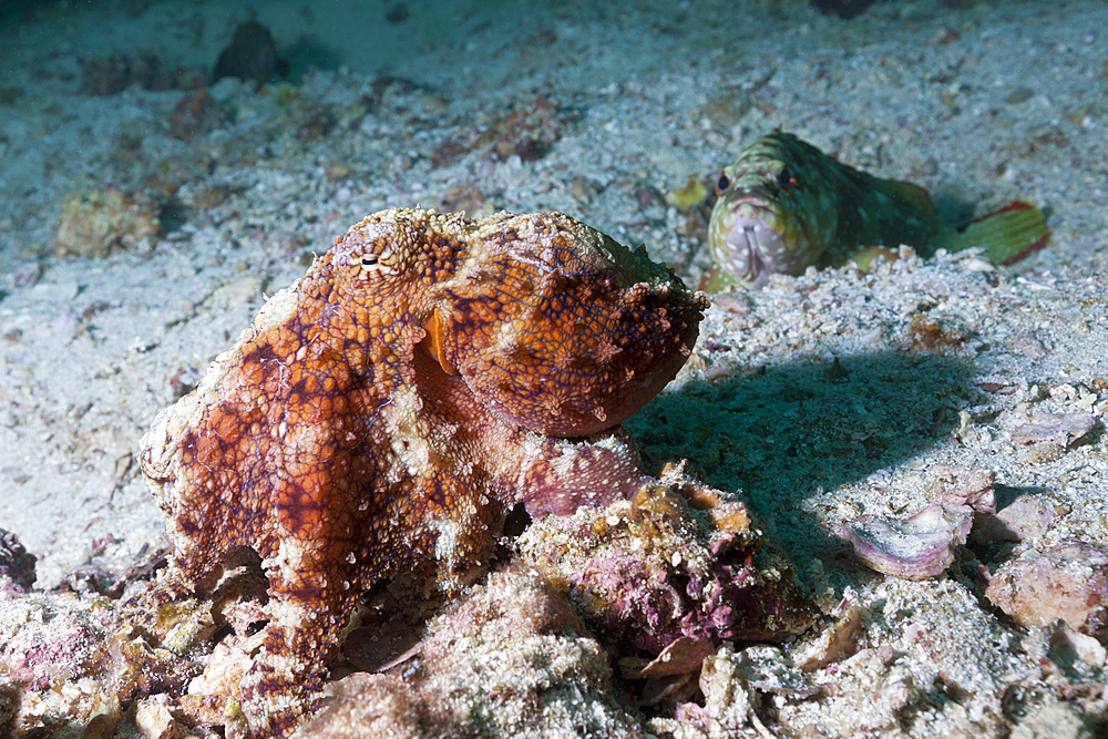 Octopus, Octopus sp., La Paz, Baja California Sur, Mexico