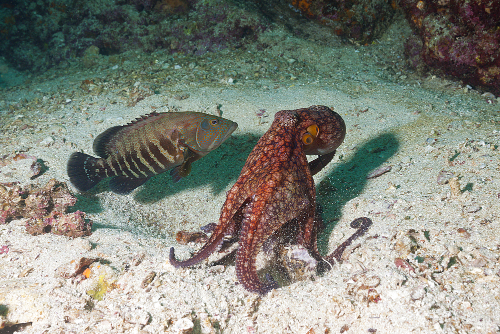 Octopus, Octopus sp., La Paz, Baja California Sur, Mexico