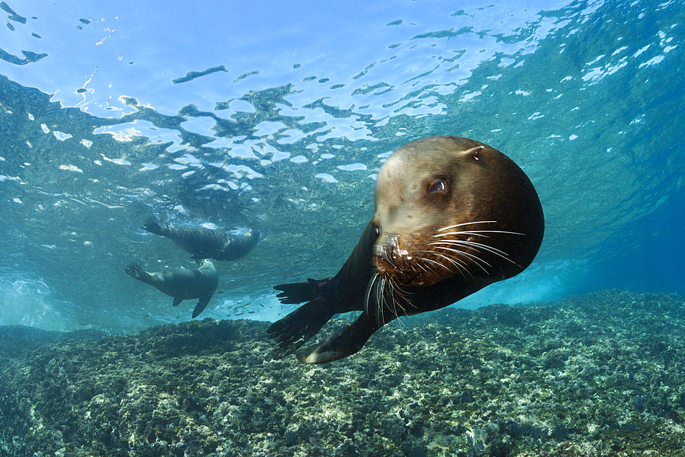 California Sea Lion Bull, Zalophus californianus, La Paz, Baja California Sur, Mexico