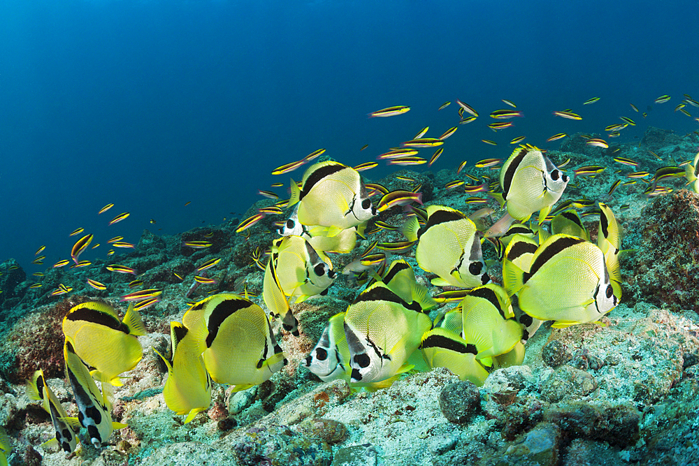 Shoal of Barberfish feeding on eggsmass, Johnrandallia nigriostris, La Paz, Baja California Sur, Mexico