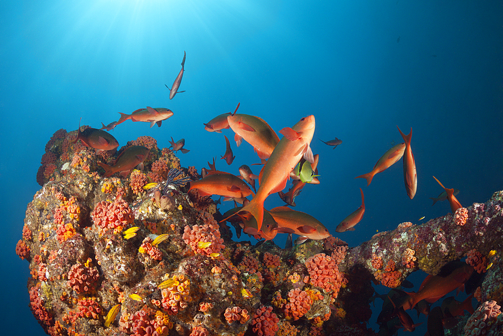 Schooling Pacific Creolefish, Paranthias colonus, La Paz, Baja California Sur, Mexico