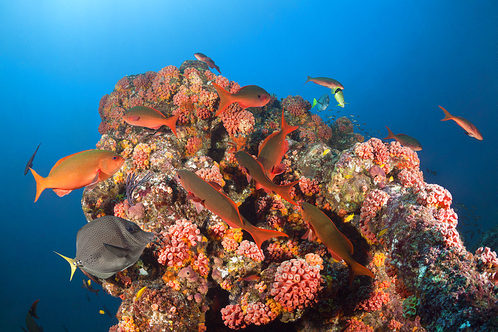 Schooling Pacific Creolefish, Paranthias colonus, La Paz, Baja California Sur, Mexico