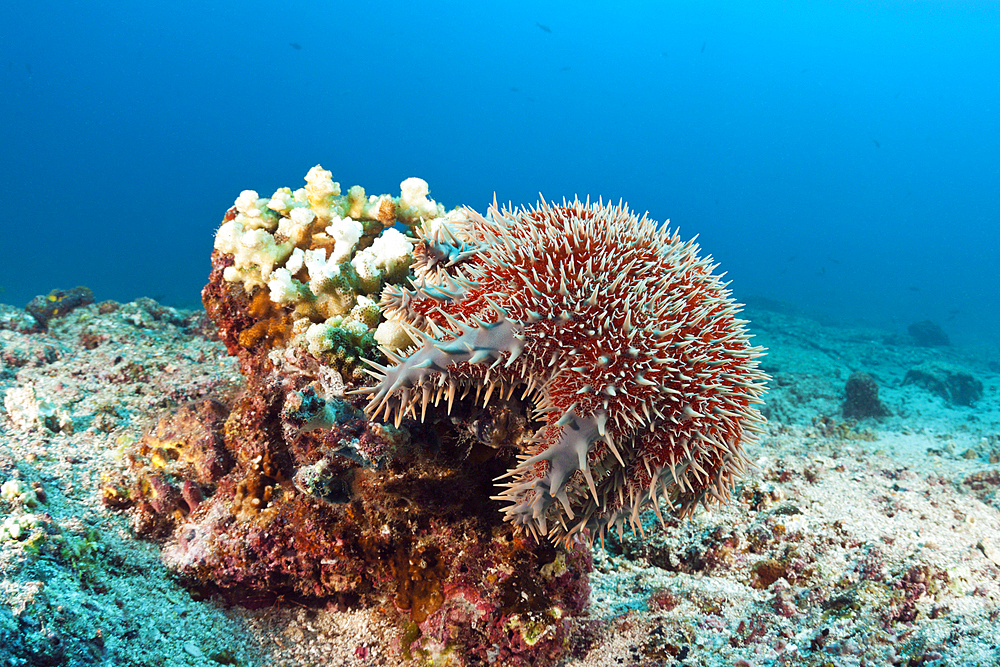 Panamic Crown of Thorns Starfish, Acanthaster ellisii, La Paz, Baja California Sur, Mexico