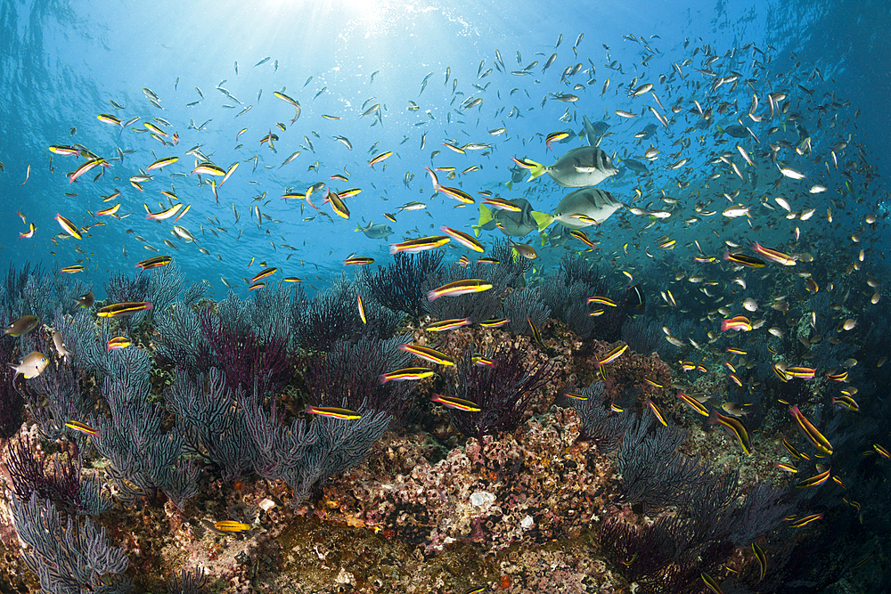 Shoal of Cortez Rainbow Wrasse, Thalassoma lucasanum, La Paz, Baja California Sur, Mexico