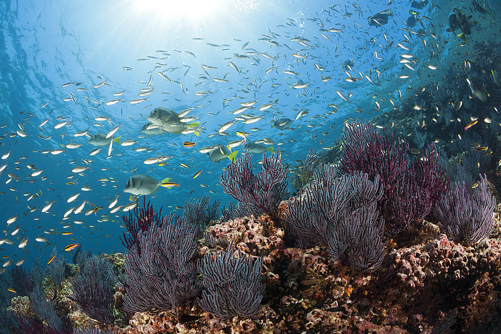 Scissortail Chromis over Coral Reef, Chromis atrilobata, La Paz, Baja California Sur, Mexico