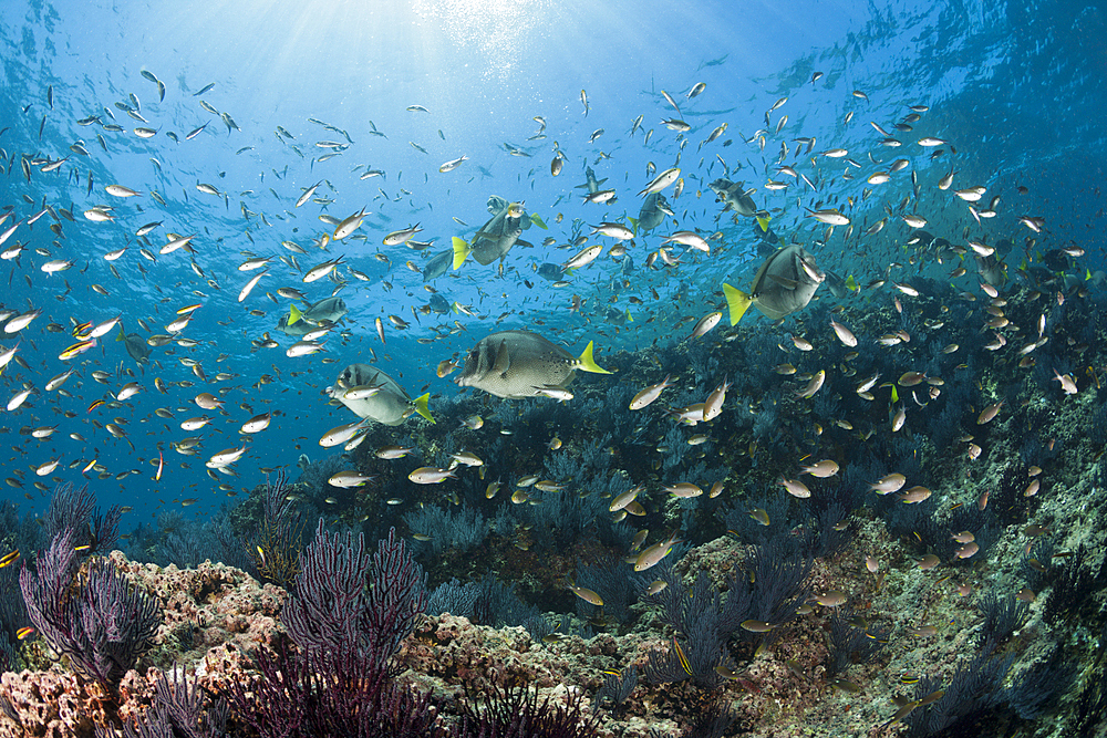 Scissortail Chromis over Coral Reef, Chromis atrilobata, La Paz, Baja California Sur, Mexico