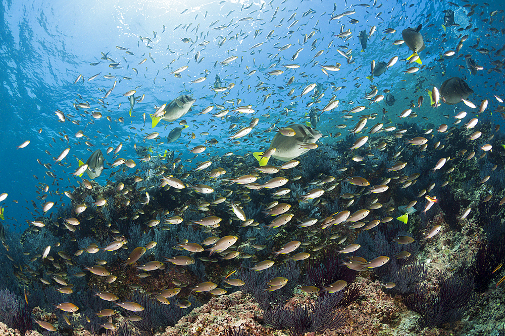 Scissortail Chromis over Coral Reef, Chromis atrilobata, La Paz, Baja California Sur, Mexico