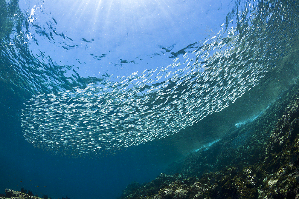 Shoal of Sardines, Sardinops sagax, La Paz, Baja California Sur, Mexico