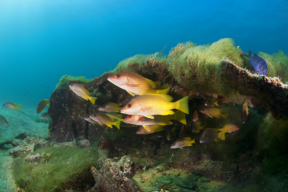 Amarillo Snapper at Swanee Wreck, Lutjanus argentiventris, La Paz, Baja California Sur, Mexico