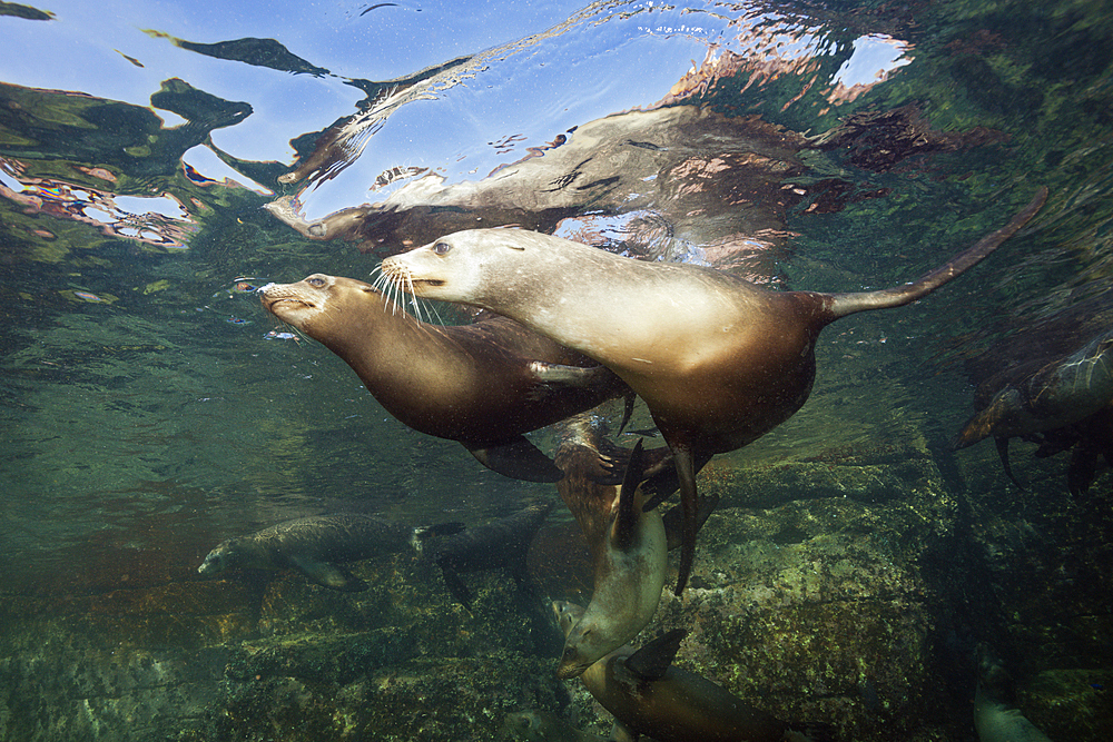 California Sea Lion, Zalophus californianus, La Paz, Baja California Sur, Mexico