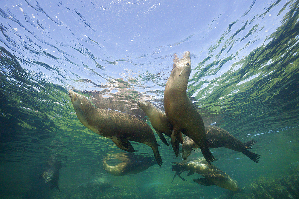 California Sea Lion, Zalophus californianus, La Paz, Baja California Sur, Mexico