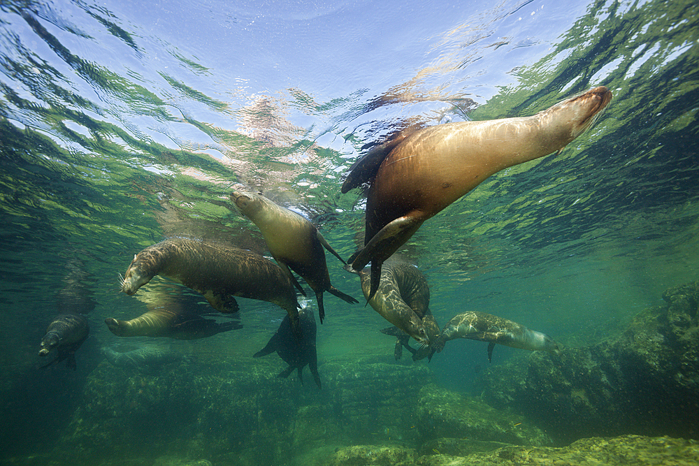 California Sea Lion, Zalophus californianus, La Paz, Baja California Sur, Mexico