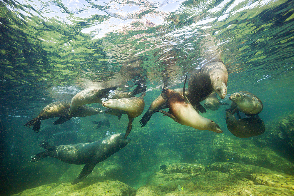 California Sea Lion, Zalophus californianus, La Paz, Baja California Sur, Mexico