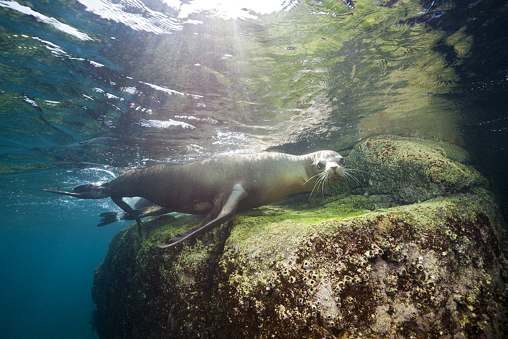 California Sea Lion, Zalophus californianus, La Paz, Baja California Sur, Mexico