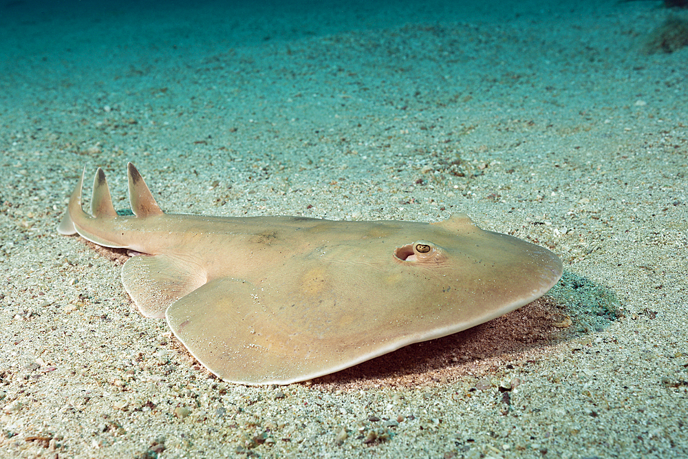 Giant Electric Ray, Narcine entemedor, La Paz, Baja California Sur, Mexico