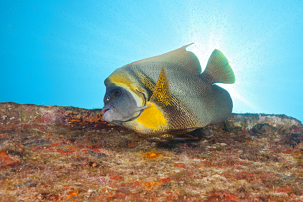 Cortez Angelfish at C-59 Wreck, Pomacanthus zonipectus, La Paz, Baja California Sur, Mexico