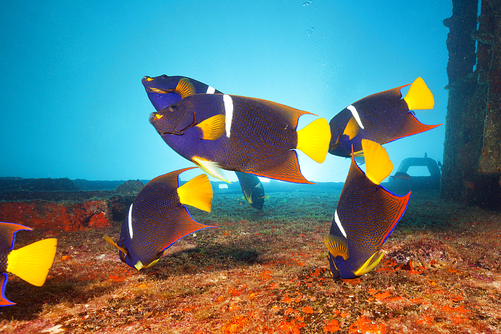 Cortez Angelfishes at C-59 Wreck, Holacanthus passer, La Paz, Baja California Sur, Mexico