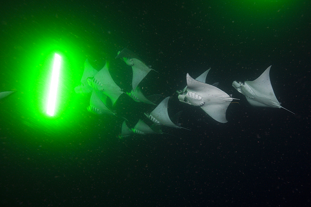 Munks Devil Ray feeding on plankton at night, Mobula munkiana, La Paz, Baja California Sur, Mexico