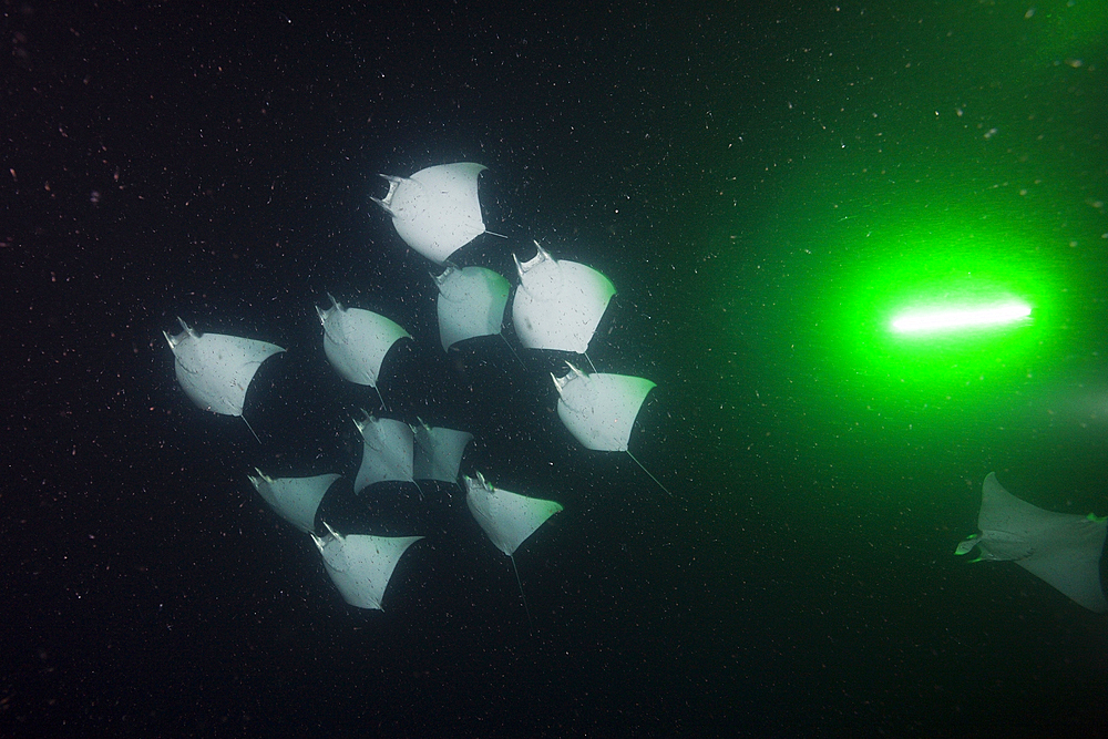 Munks Devil Ray feeding on plankton at night, Mobula munkiana, La Paz, Baja California Sur, Mexico