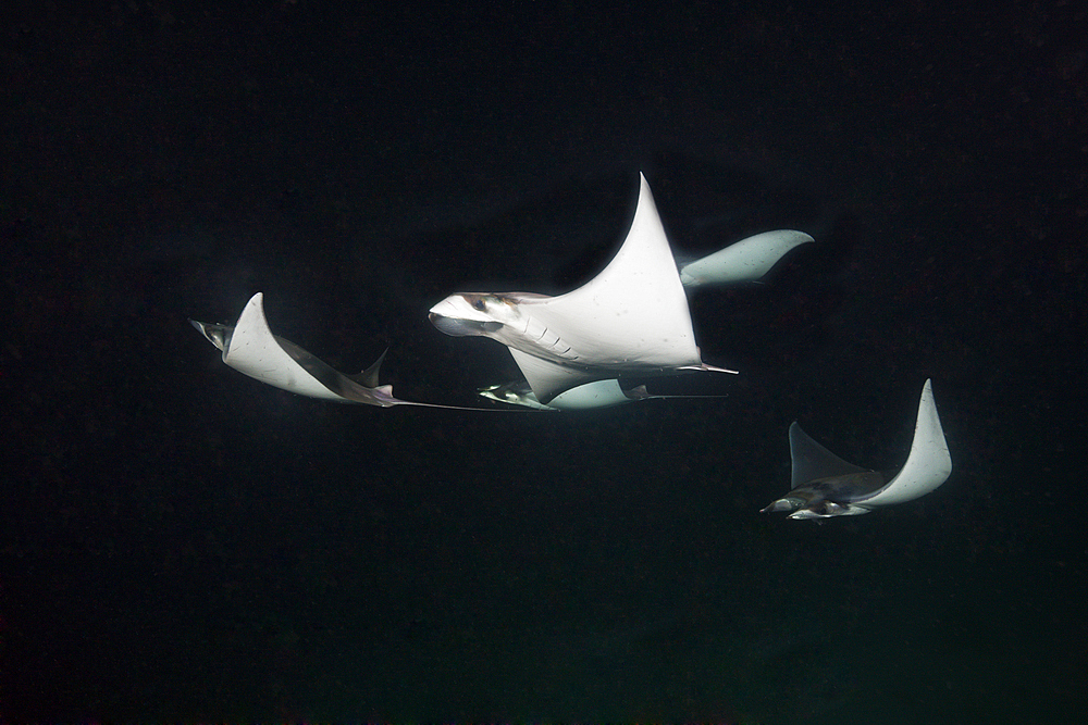 Munks Devil Ray feeding on plankton at night, Mobula munkiana, La Paz, Baja California Sur, Mexico