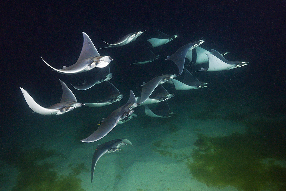 Munks Devil Ray feeding on plankton at night, Mobula munkiana, La Paz, Baja California Sur, Mexico