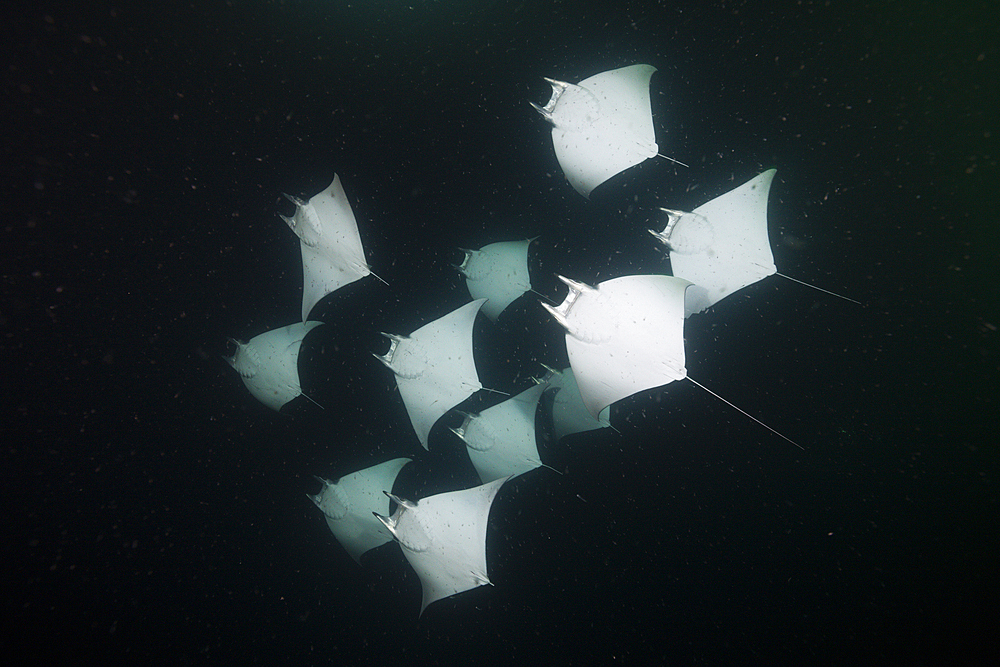 Munks Devil Ray feeding on plankton at night, Mobula munkiana, La Paz, Baja California Sur, Mexico