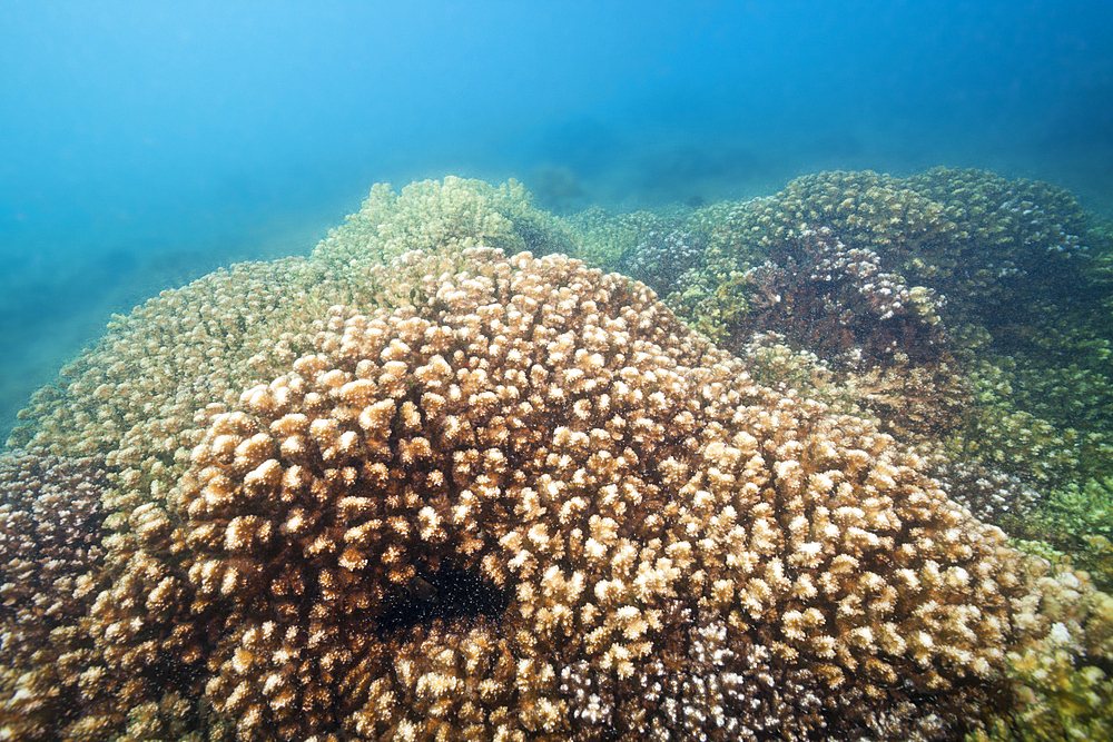 Stone Corals in Sea of Cortez, Pocillopora elegans, La Paz, Baja California Sur, Mexico