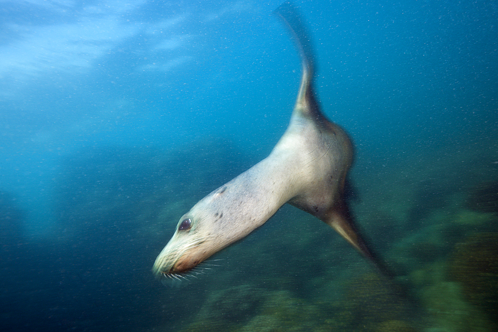 California Sea Lion, Zalophus californianus, La Paz, Baja California Sur, Mexico