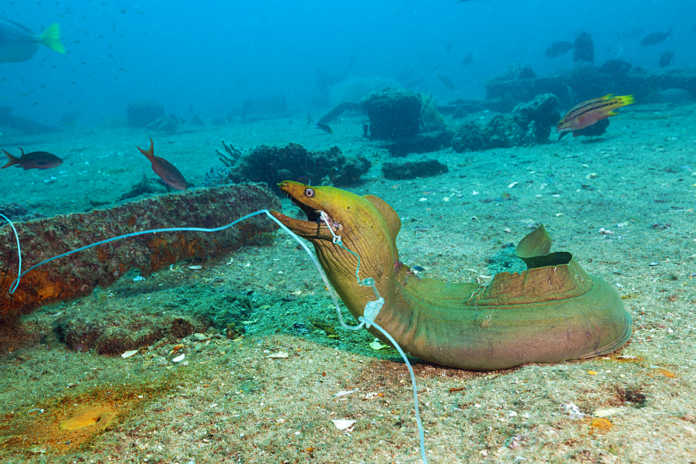 Panamic Green Moray Eel on hook, Gymnothorax castaneus, La Paz, Baja California Sur, Mexico