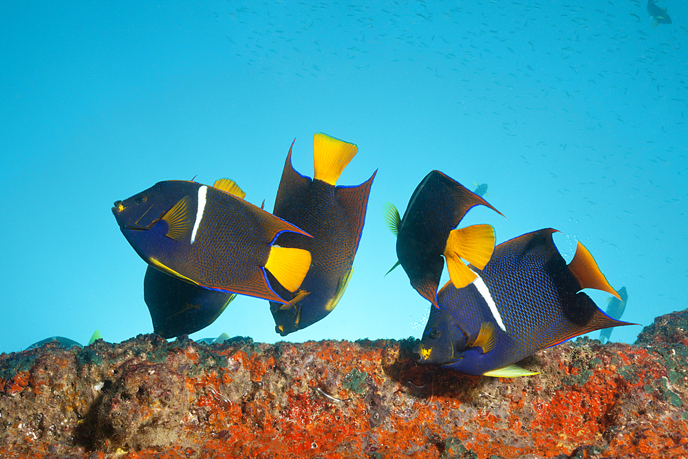 Cortez Angelfishes at Salvatierra Wreck, Holacanthus passer, La Paz, Baja California Sur, Mexico