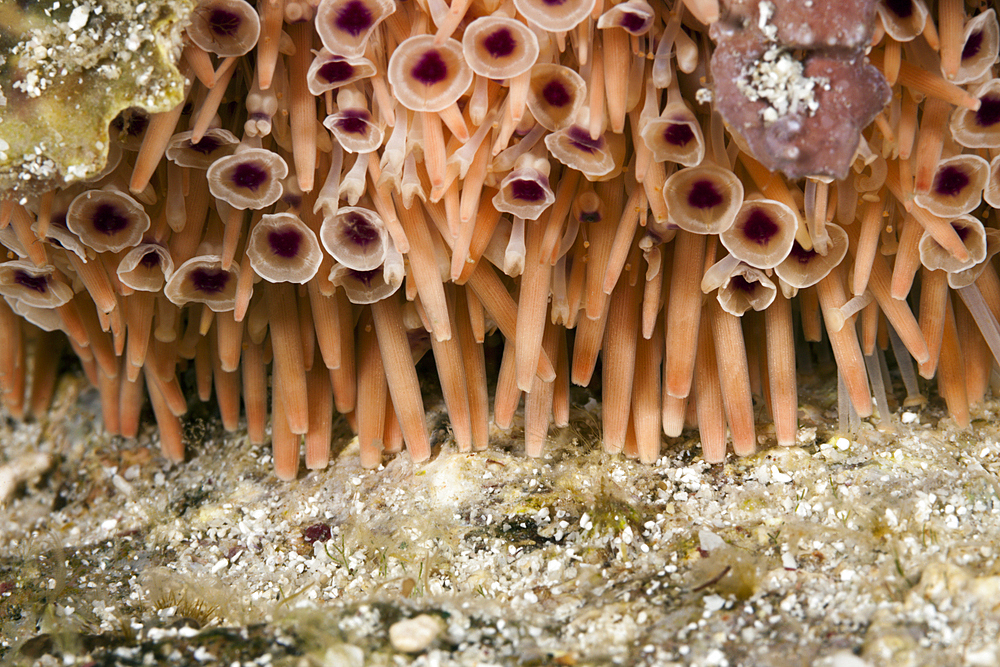 Toxic Sea Urchin, Toxopneustes roseus, La Paz, Baja California Sur, Mexico