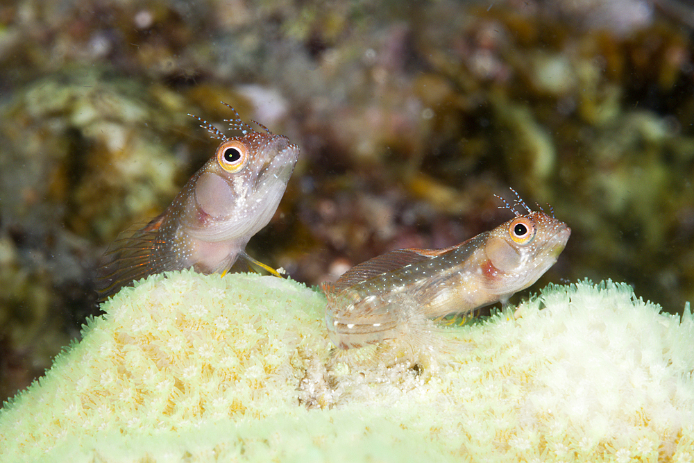 Browncheek Blenny, Acanthemblemaria crockeri, La Paz, Baja California Sur, Mexico