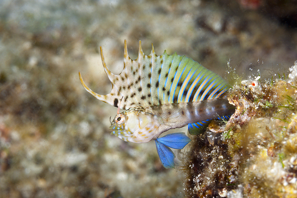 Elusive Signal Blennies in threatening posture, Emblemaria walkeri, La Paz, Baja California Sur, Mexico