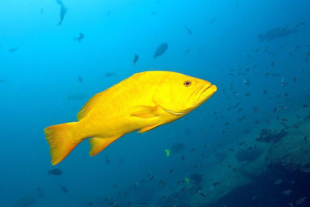 Gulf Grouper in yellow phase, Mycteroperca jordani, Cabo Pulmo, Baja California Sur, Mexico