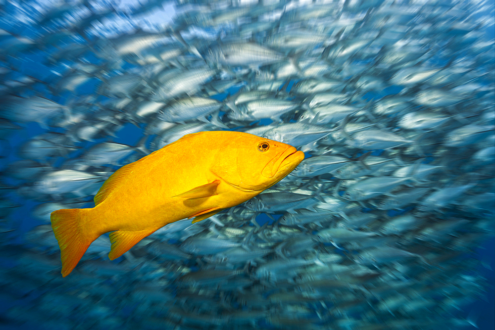 Gulf Grouper in yellow phase, Mycteroperca jordani, Cabo Pulmo, Baja California Sur, Mexico