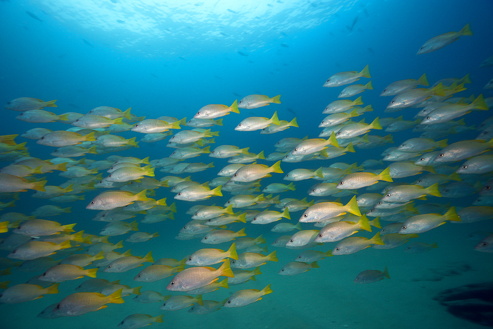 Shoal of Amarillo Snapper, Lutjanus argentiventris, Cabo Pulmo, Baja California Sur, Mexico