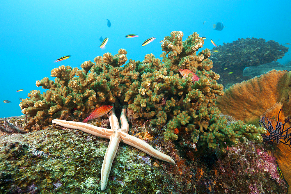 Starfish in Coral Reef, Phataria unifascialis, Cabo Pulmo, Baja California Sur, Mexico