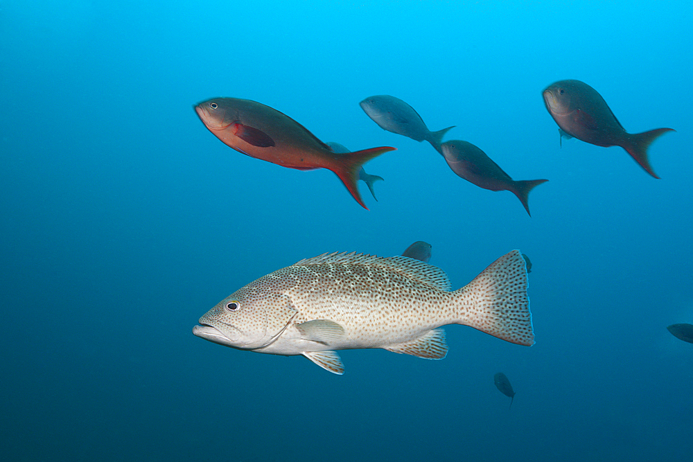 Gulf Grouper, Mycteroperca jordani, Cabo Pulmo, Baja California Sur, Mexico