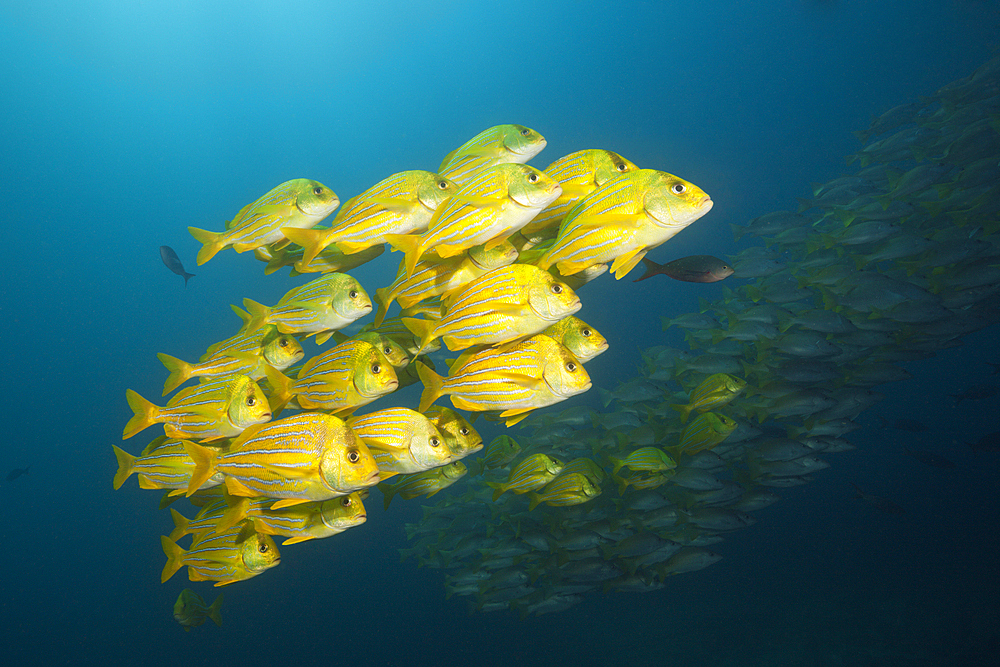 Shoal of Panamic Porkfish, Anisotremus taeniatus, Cabo Pulmo, Baja California Sur, Mexico