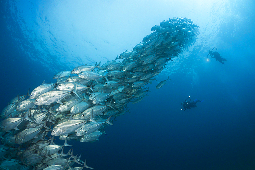 Shoal of Bigeye Trevally, Caranx sexfasciatus, Cabo Pulmo, Baja California Sur, Mexico