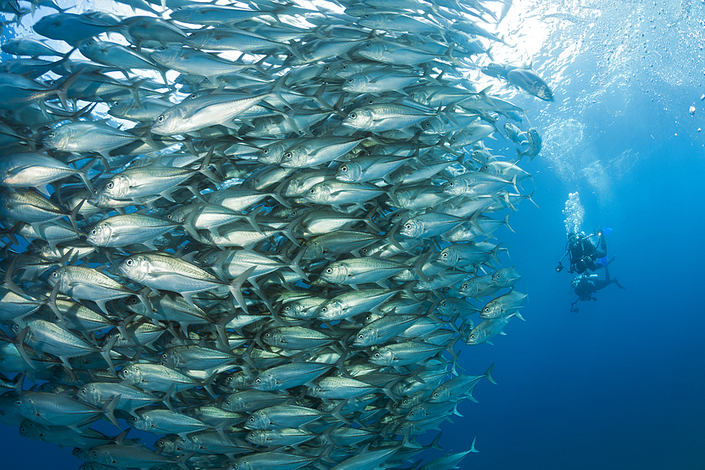 Shoal of Bigeye Trevally, Caranx sexfasciatus, Cabo Pulmo, Baja California Sur, Mexico