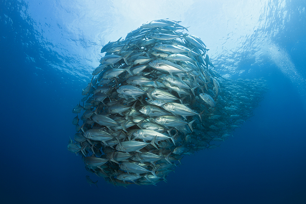 Shoal of Bigeye Trevally, Caranx sexfasciatus, Cabo Pulmo, Baja California Sur, Mexico