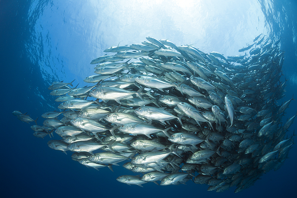 Shoal of Bigeye Trevally, Caranx sexfasciatus, Cabo Pulmo, Baja California Sur, Mexico